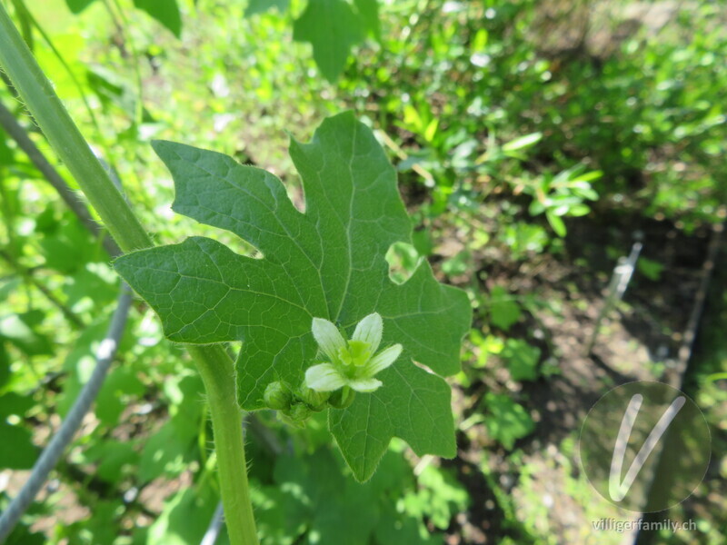 Zweihäusige Zaunrübe: Blätter, Blüten