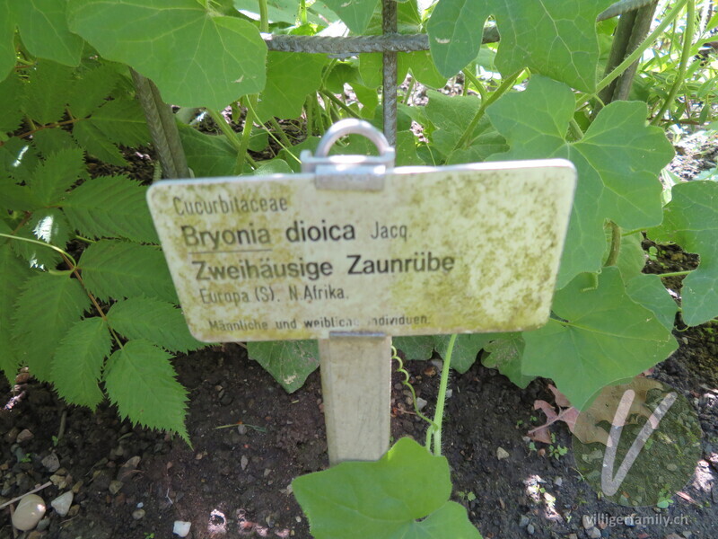 Zweihäusige Zaunrübe: Namensschild