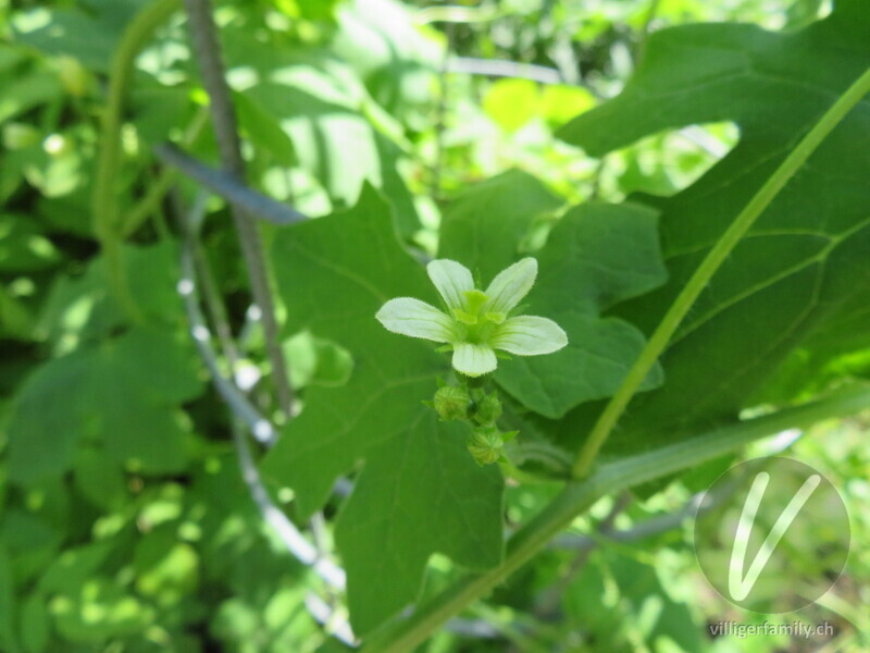 Zweihäusige Zaunrübe: Blüten