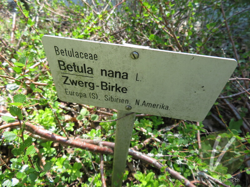 Zwerg-Birke: Namensschild