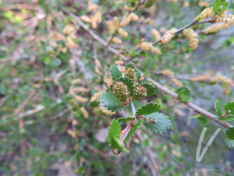 Zwerg-Birke: Blätter, Blüten