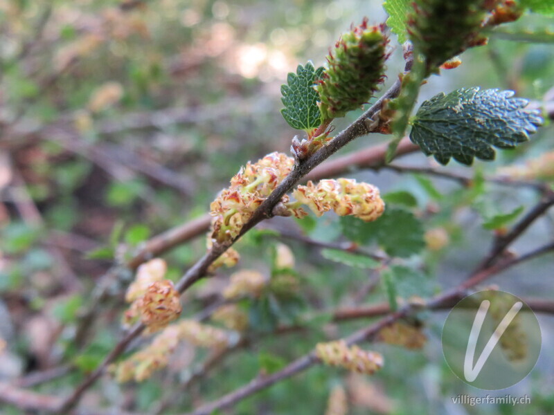 Zwerg-Birke: Blüten