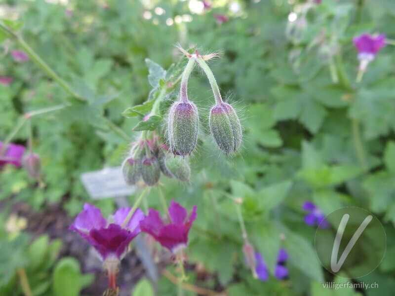 Gewöhnlicher Braun-Storchschnabel: Blüten