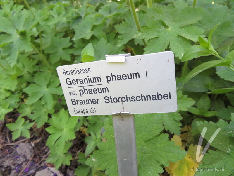 Gewöhnlicher Braun-Storchschnabel: Namensschild