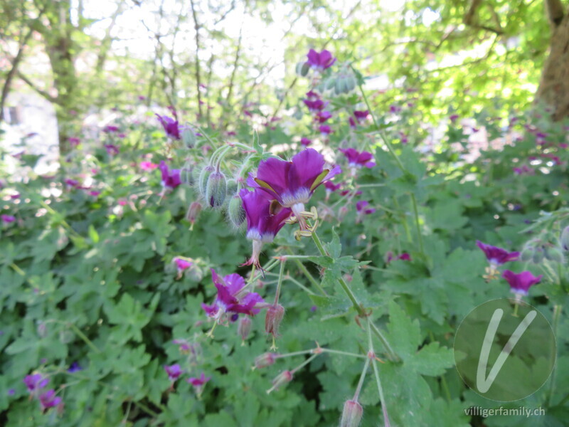 Gewöhnlicher Braun-Storchschnabel: Blüten