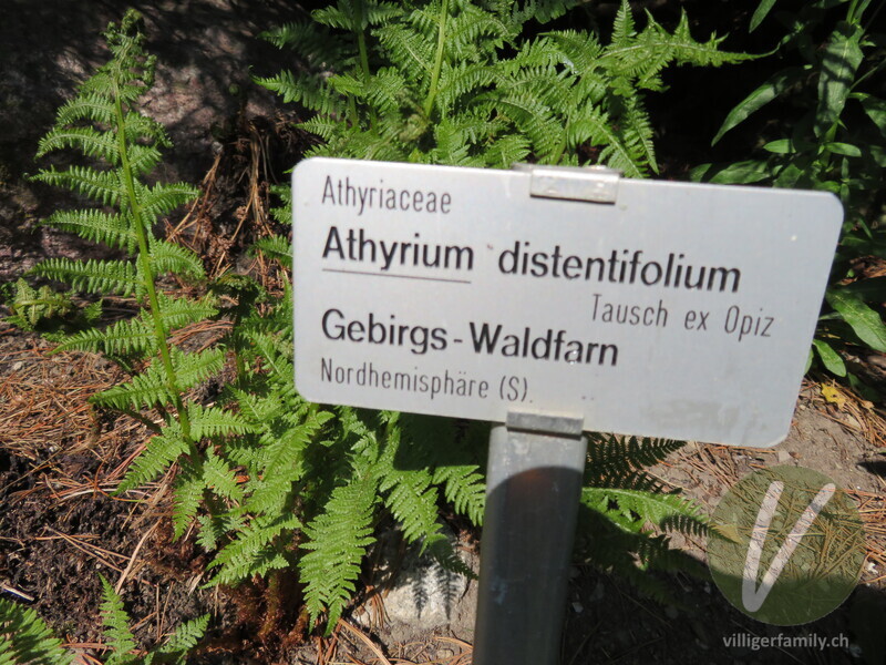 Gebirgs-Frauenfarn: Namensschild
