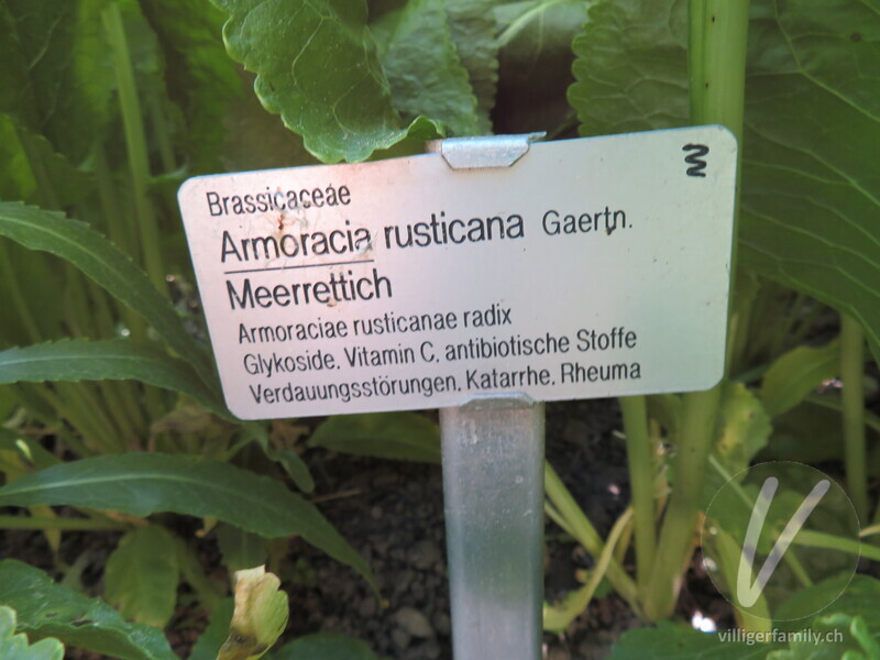 Meerrettich: Namensschild