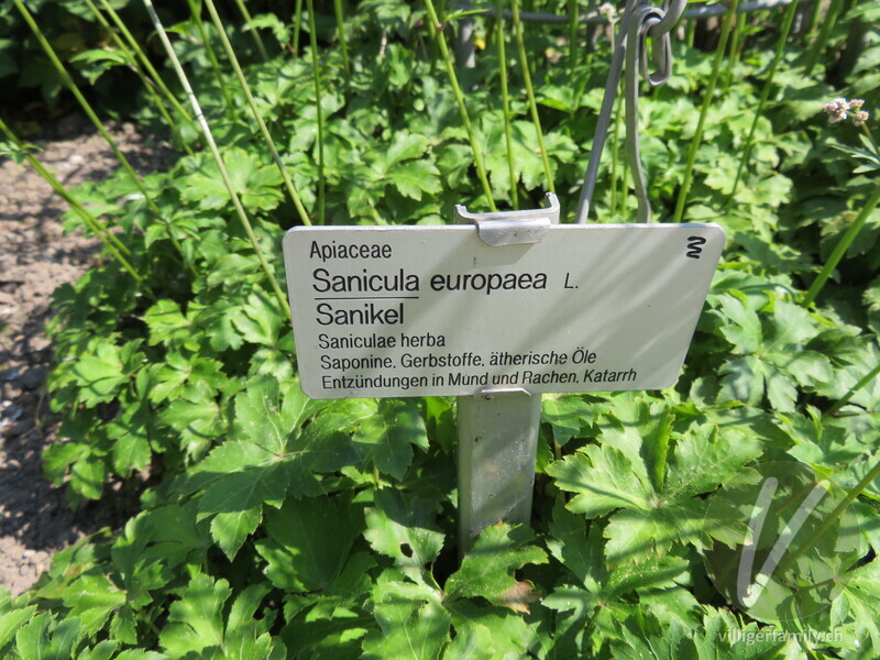 Wald-Sanikel: Namensschild