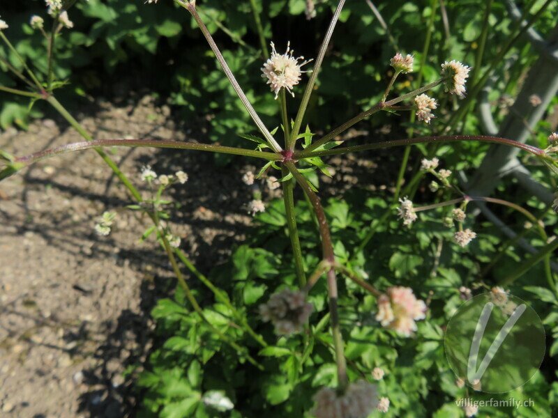 Wald-Sanikel: Blätter, Stengel