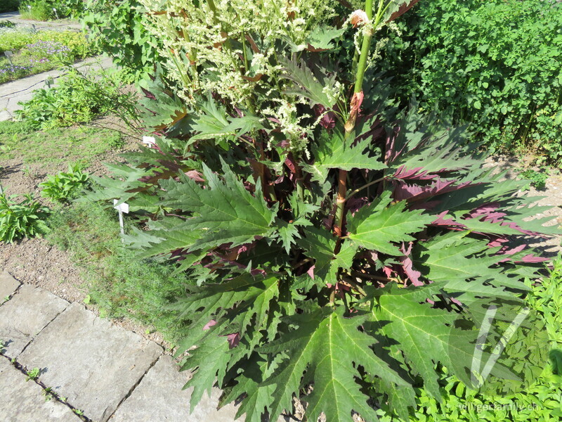 Handlappiger Rhabarber: Blätter