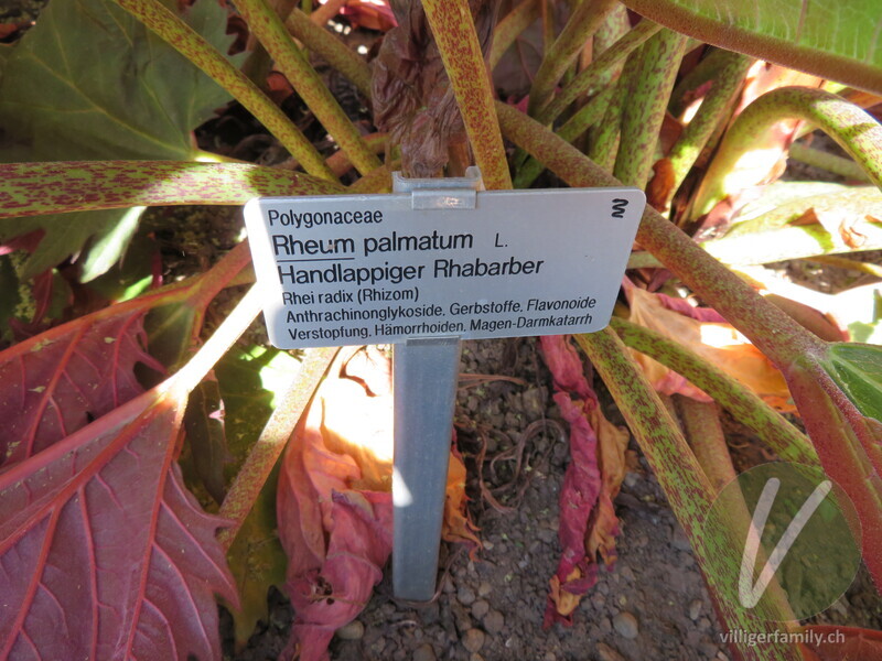 Handlappiger Rhabarber: Namensschild