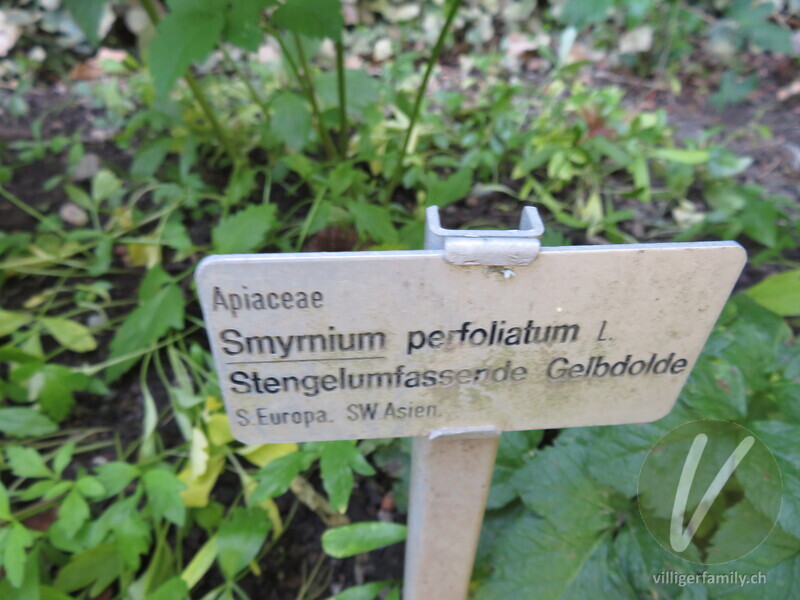Stengelumfassende Gelbdolde: Namensschild