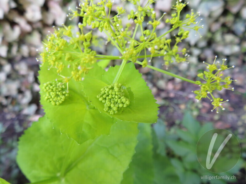 Stengelumfassende Gelbdolde: Blüten, Blätter