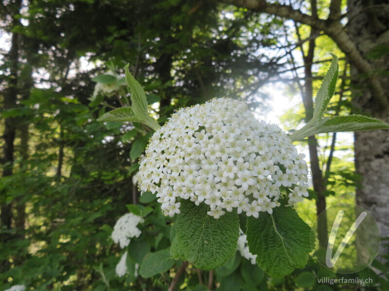 Wolliger Schneeball: Blüten
