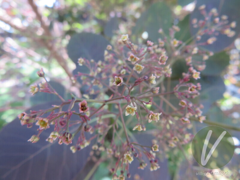 Perückenstrauch: Blüten