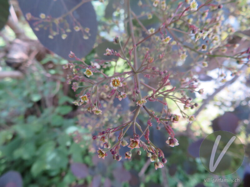 Perückenstrauch: Blüten