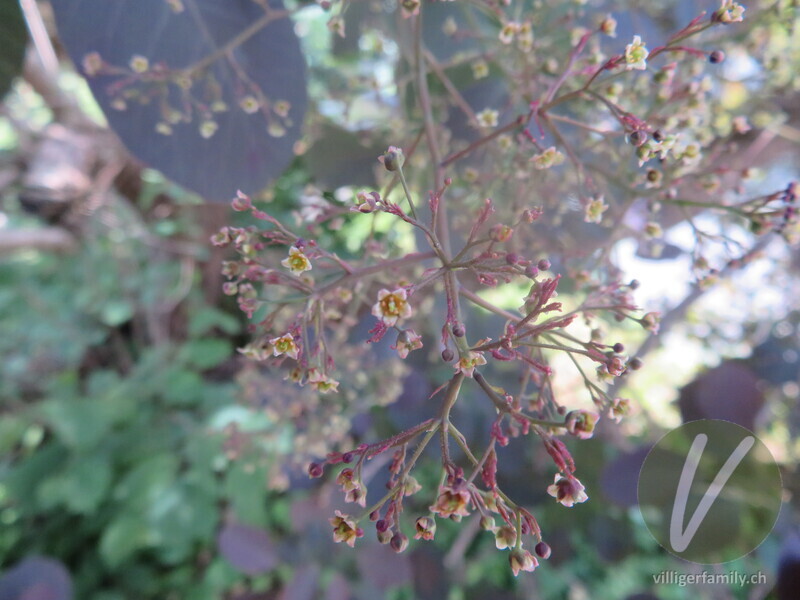 Perückenstrauch: Blüten