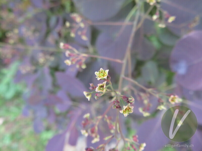 Perückenstrauch: Blüten