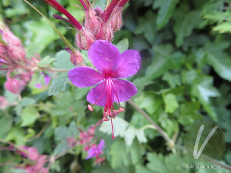 Blassvioletter Braun-Storchschnabel: Blüten