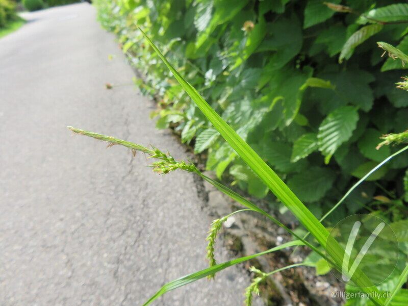 Wald-Segge: Blätter
