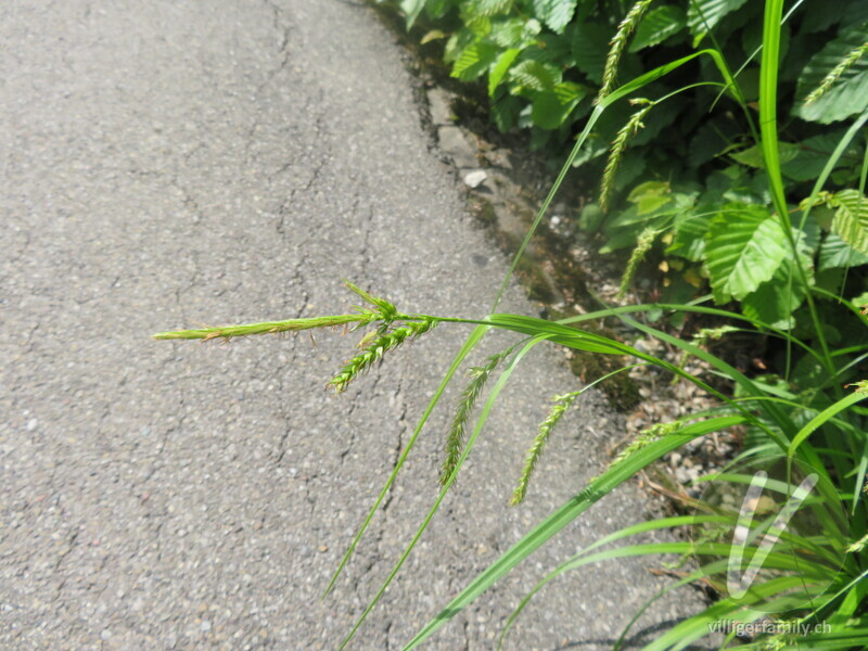 Wald-Segge: Gesamtbild