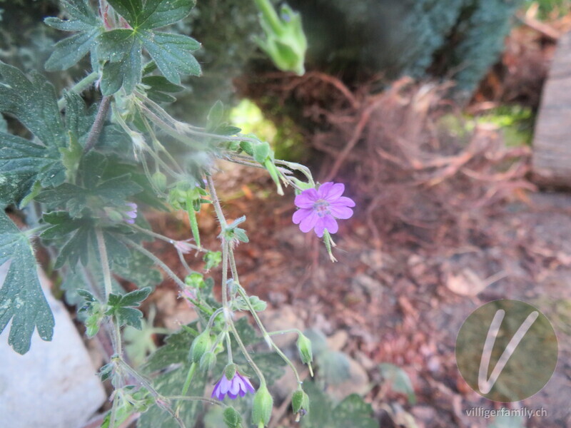 Weicher Storchschnabel: Blüten