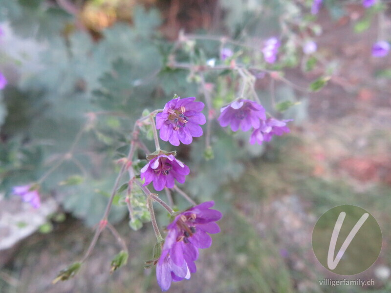 Weicher Storchschnabel: Blüten