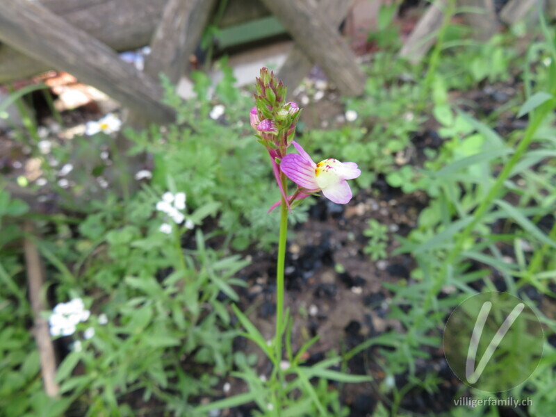 Feld-Löwenmaul: Blüten