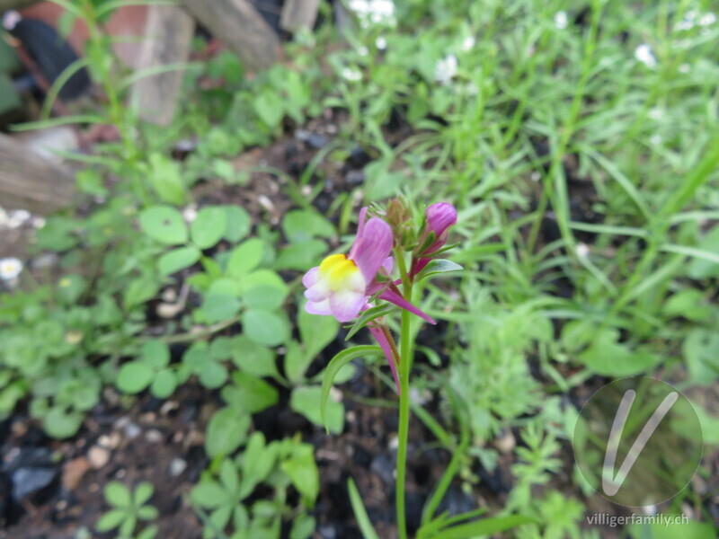 Feld-Löwenmaul: Blüten