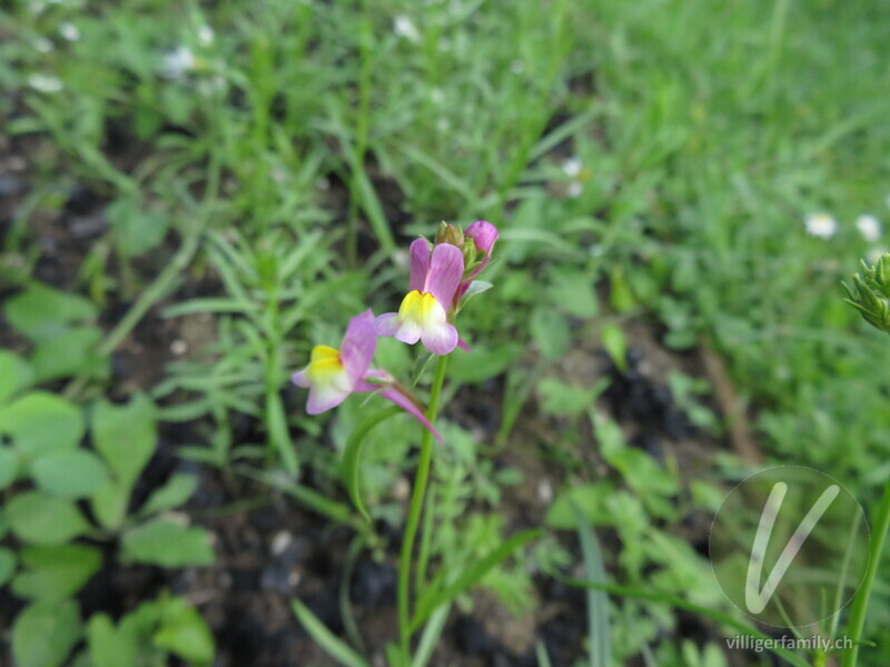 Feld-Löwenmaul: Blüten