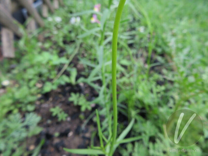 Feld-Löwenmaul: Stengel