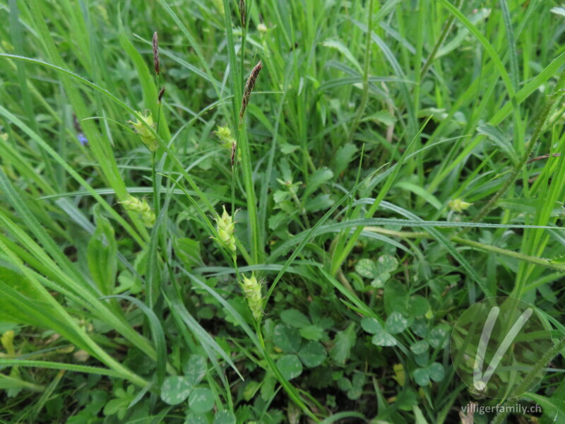 Pillen-Segge: Gesamtbild