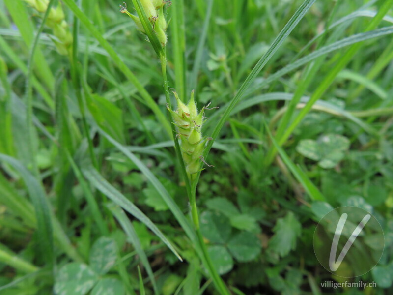 Pillen-Segge: Blüten