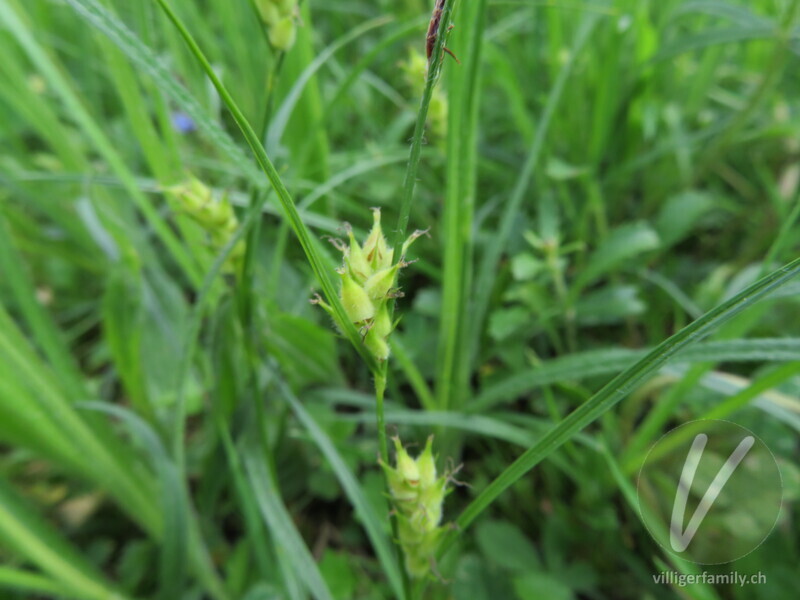 Pillen-Segge: Blüten, Stengel
