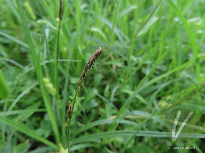 Pillen-Segge: Blüten