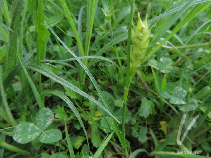 Pillen-Segge: Stengel, Blätter