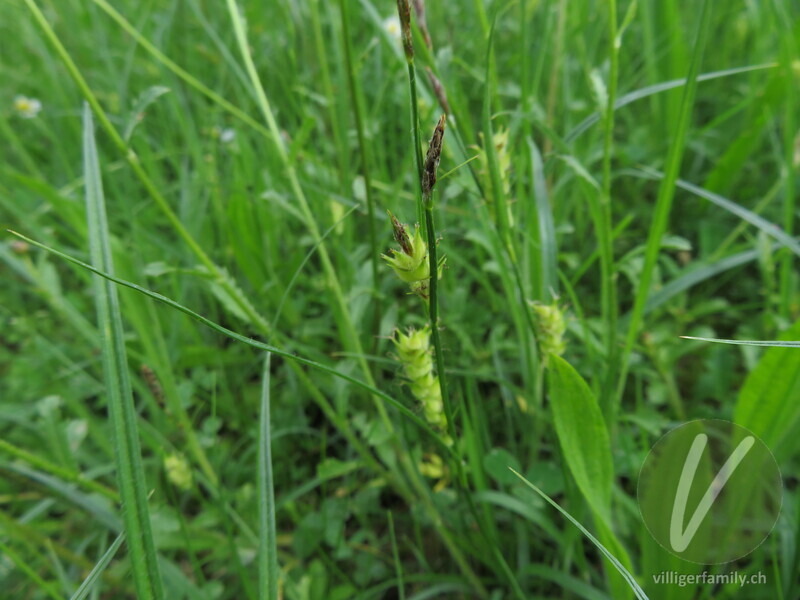 Pillen-Segge: Stengel