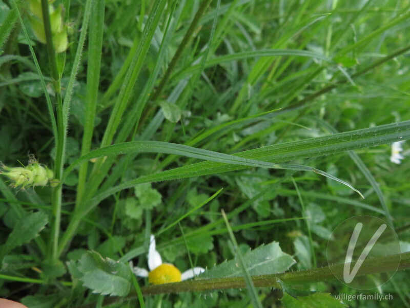 Pillen-Segge: Blätter