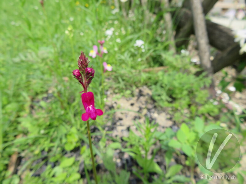 Feld-Löwenmaul: Blüten