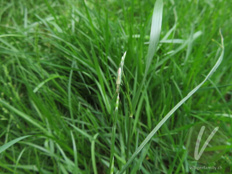 Weichwanze (Stenodema laevigatum): 