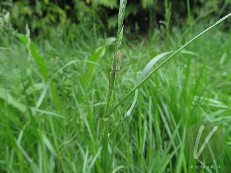 Weichwanze (Stenodema laevigatum): 