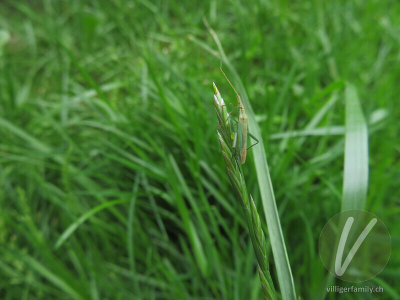 Weichwanze (Stenodema laevigatum): 