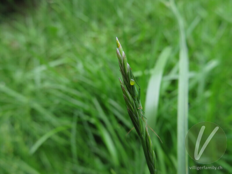 Weichwanze (Stenodema laevigatum): 