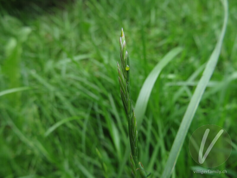 Weichwanze (Stenodema laevigatum): 