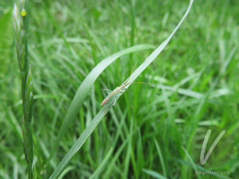 Weichwanze (Stenodema laevigatum): 