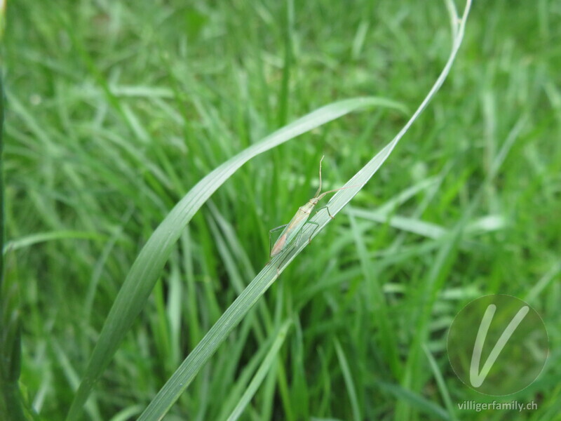 Weichwanze (Stenodema laevigatum): 