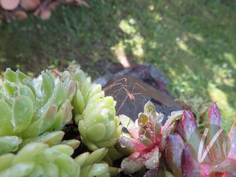 Grosse Zitterspinne: 