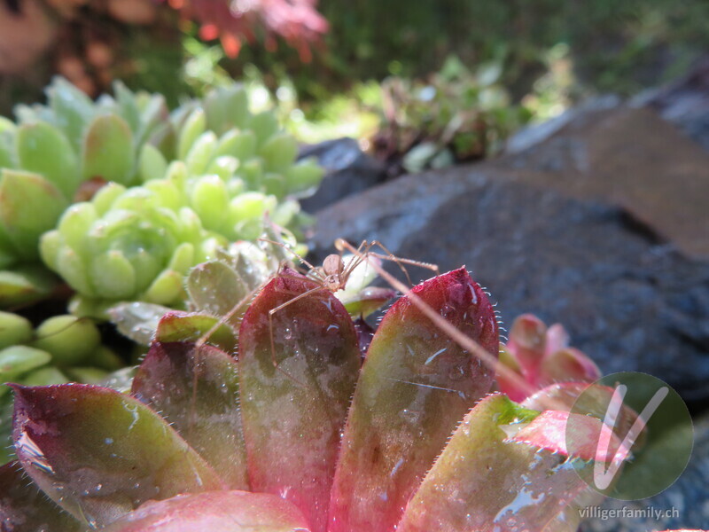 Grosse Zitterspinne: 