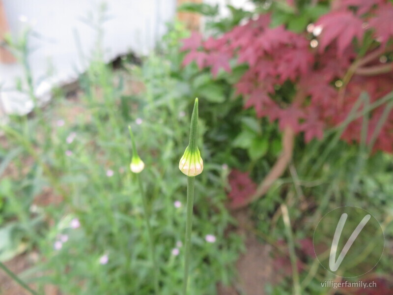 Weinberg-Lauch: Blüten