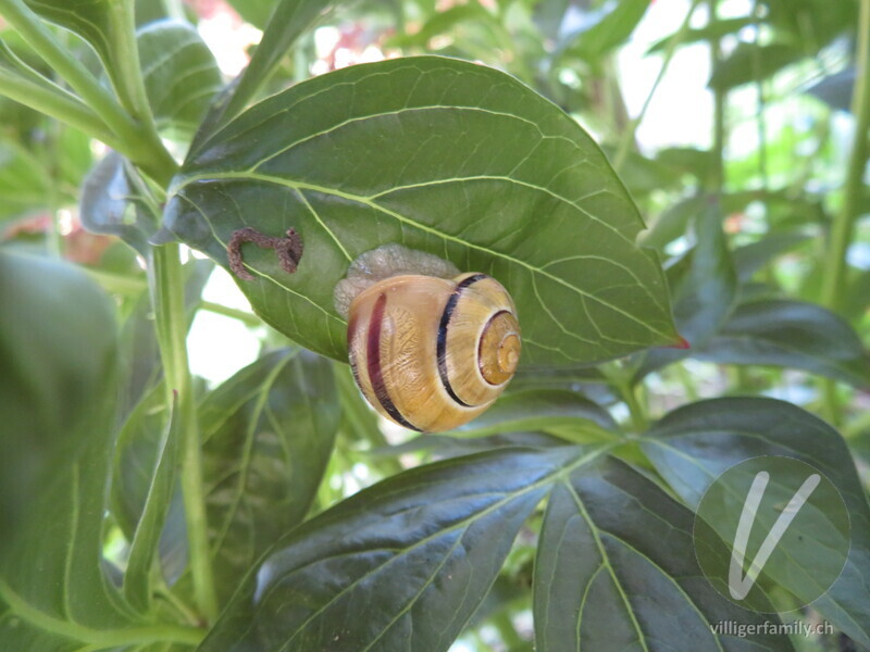 Garten-Bänderschnecke: 
